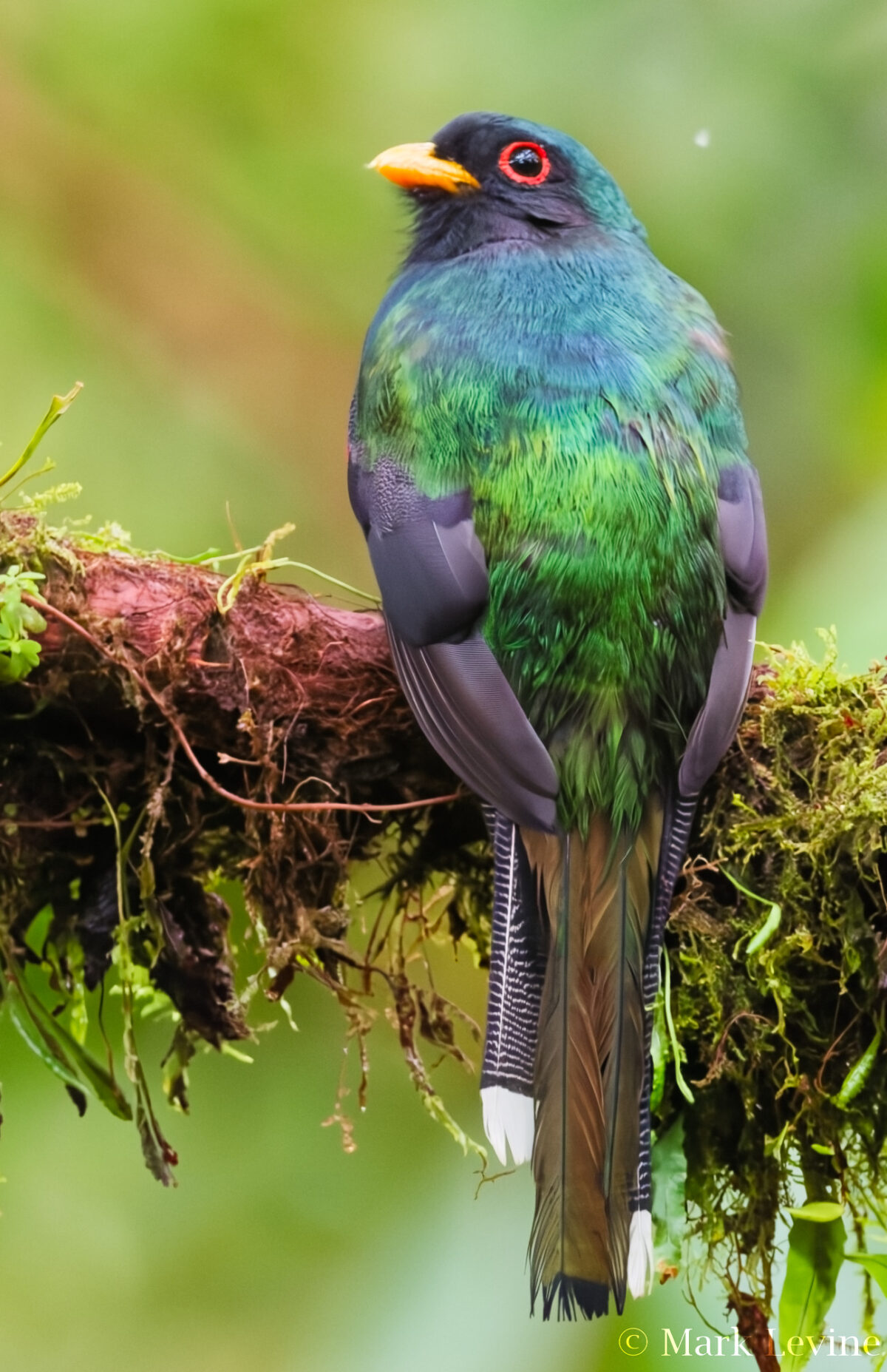 Masked Trogon