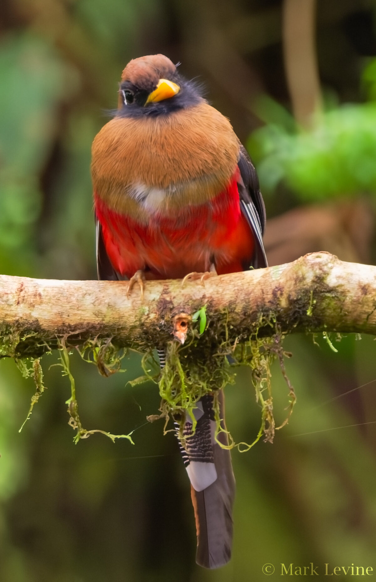 Masked Trogon