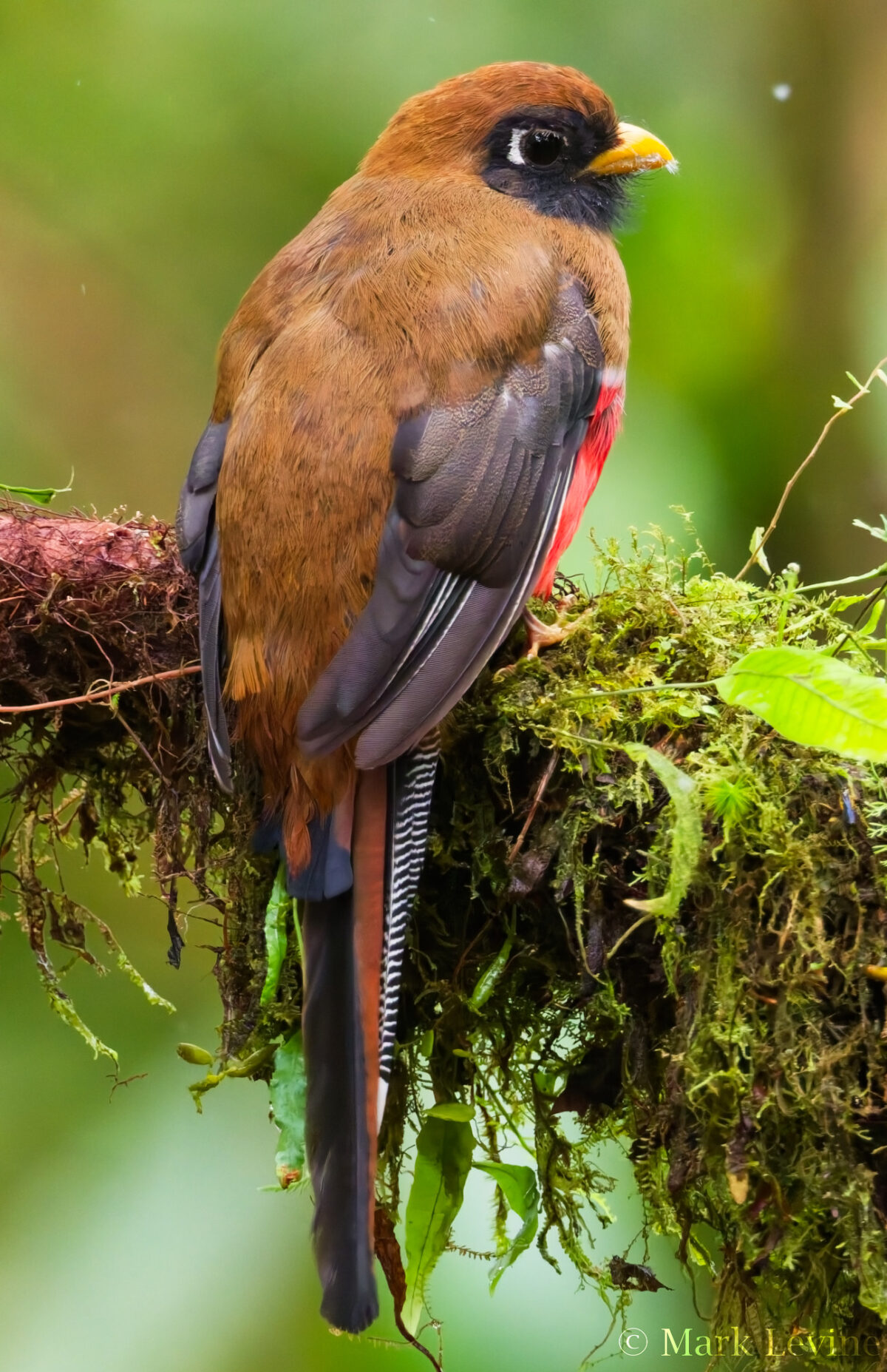 Masked Trogon