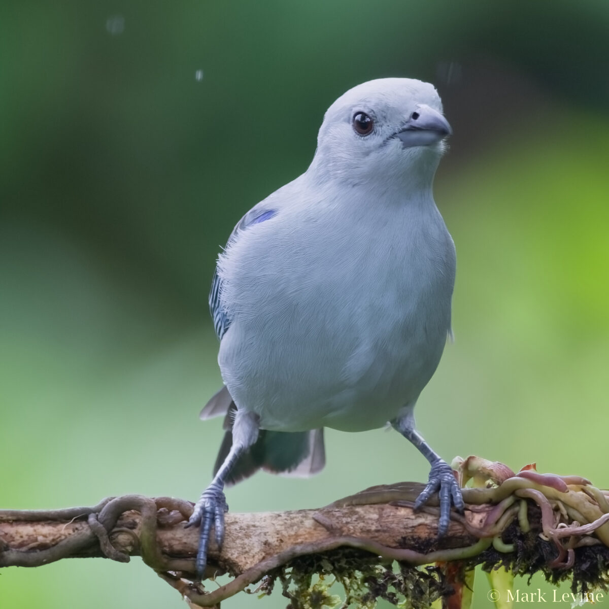 Blue-gray Tanager