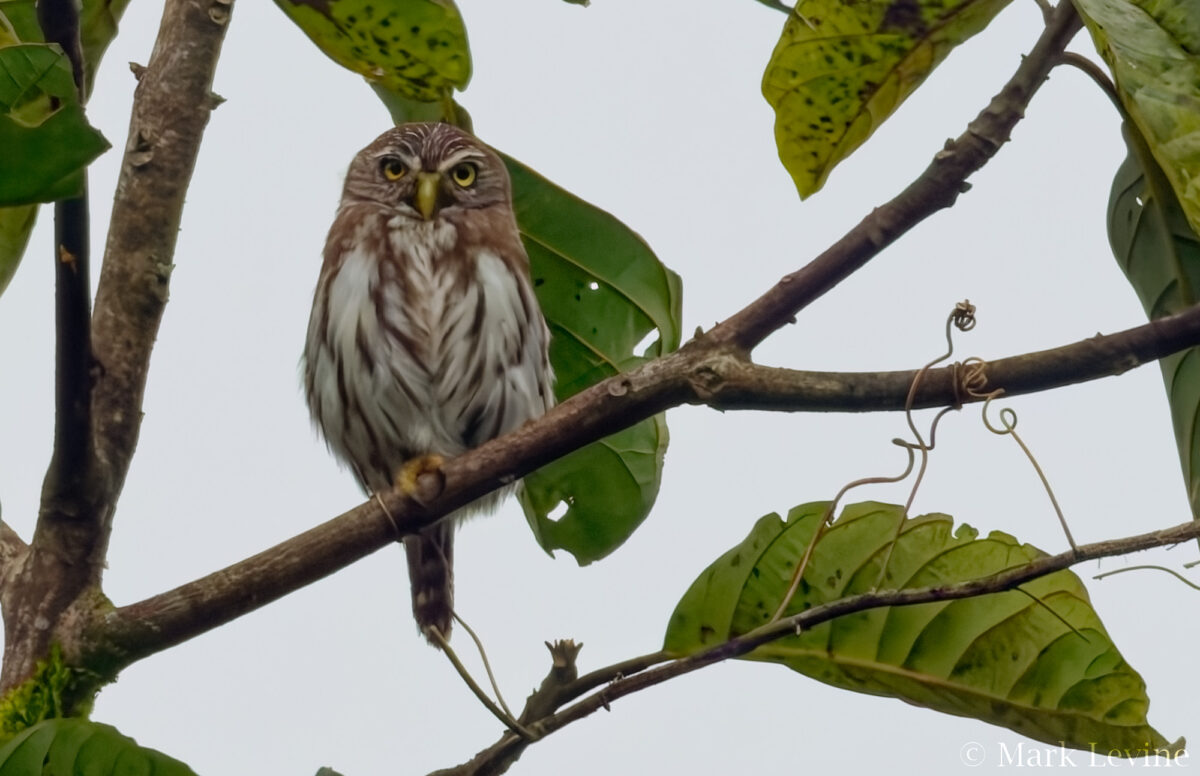 Peruvian Pygmy-Owl