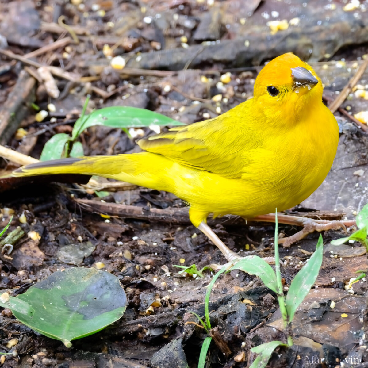 Saffron FInch