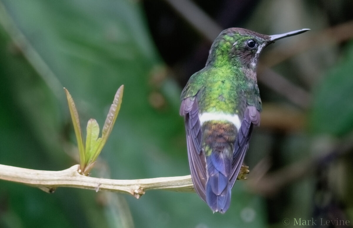 Green Thorntail
