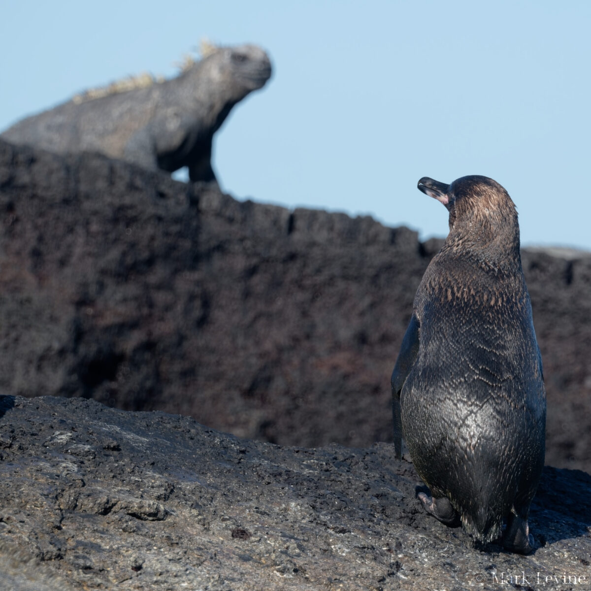 Galápagos Penguin