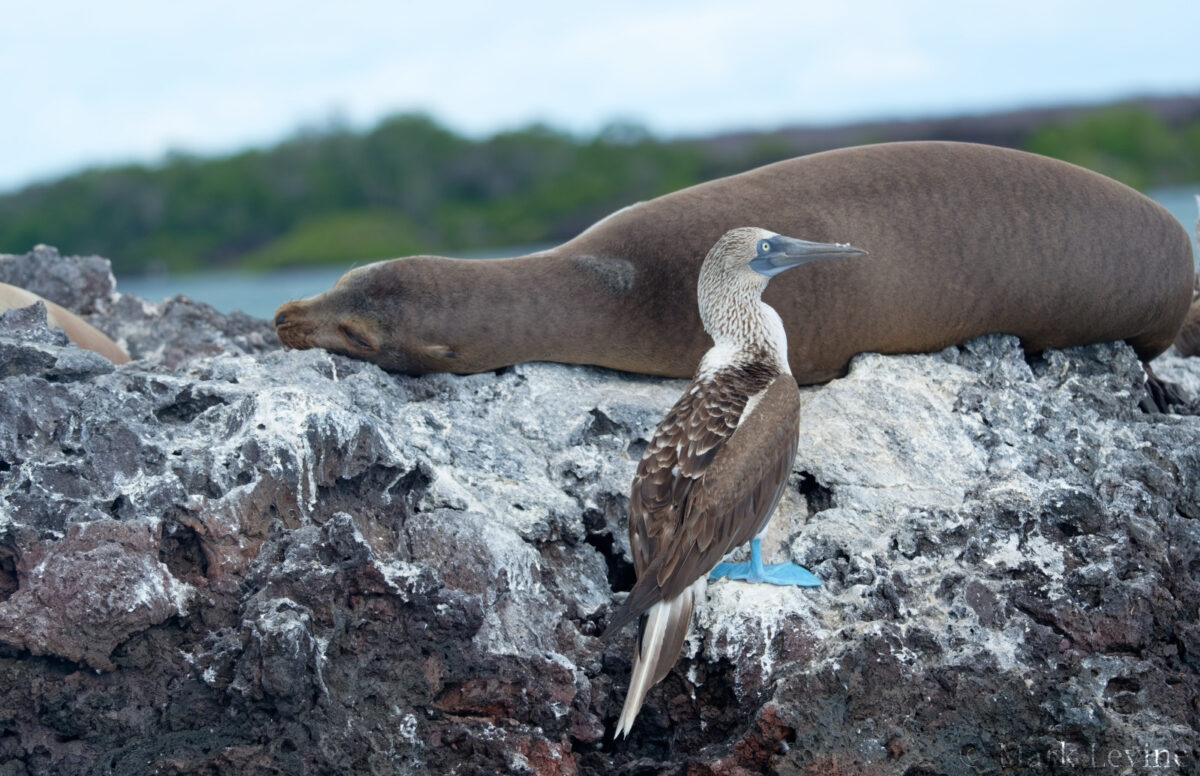 Blue-footed Booby
