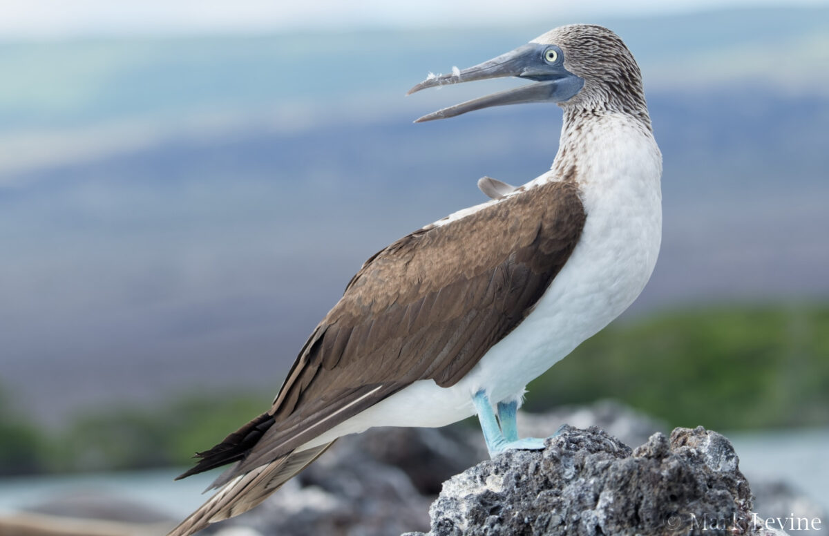 Blue-footed Booby
