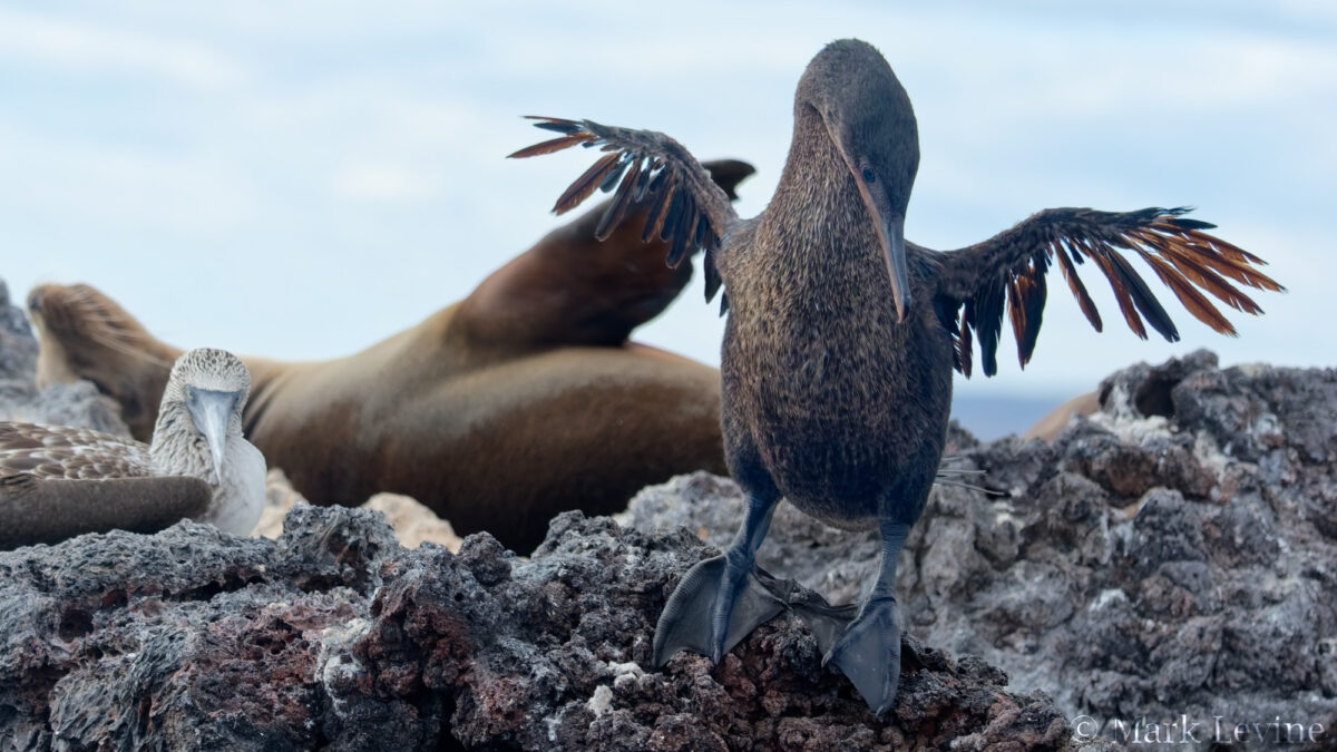 Flightless Cormorant