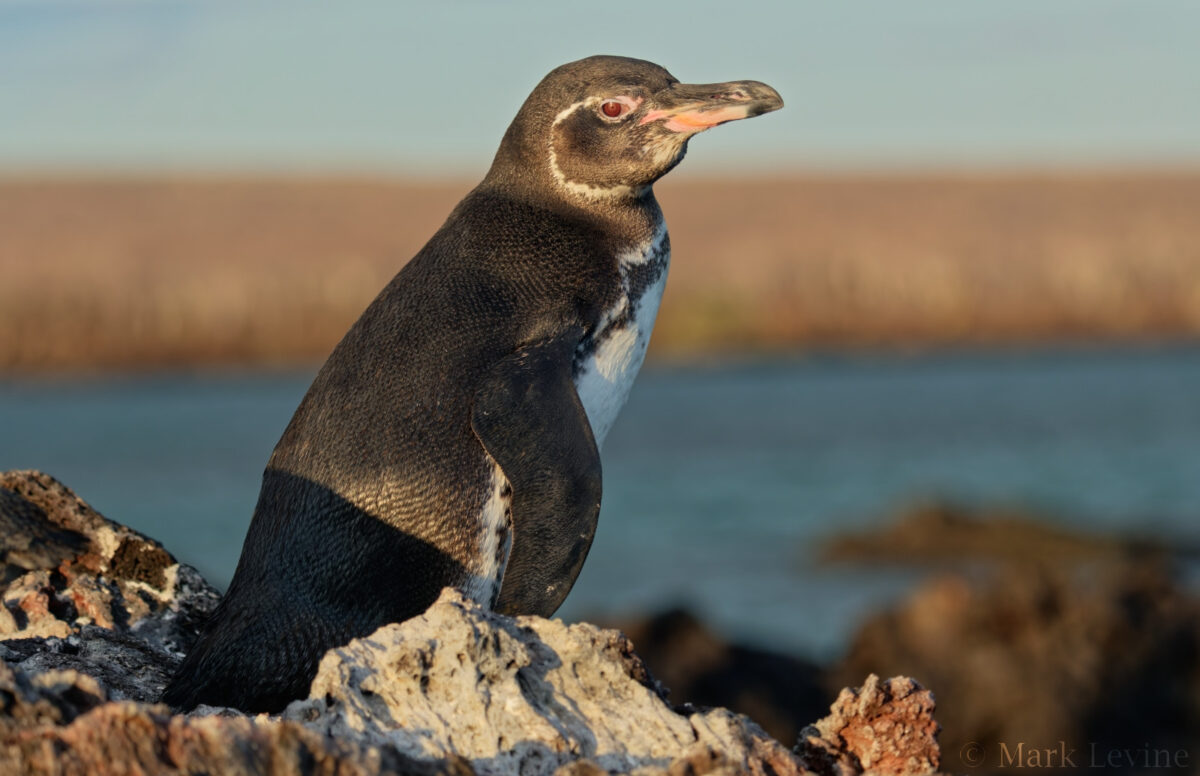 Galápagos Penguin