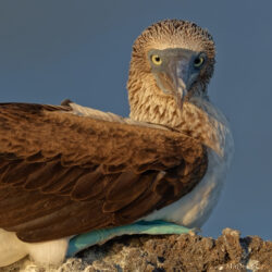 Blue-footed Booby