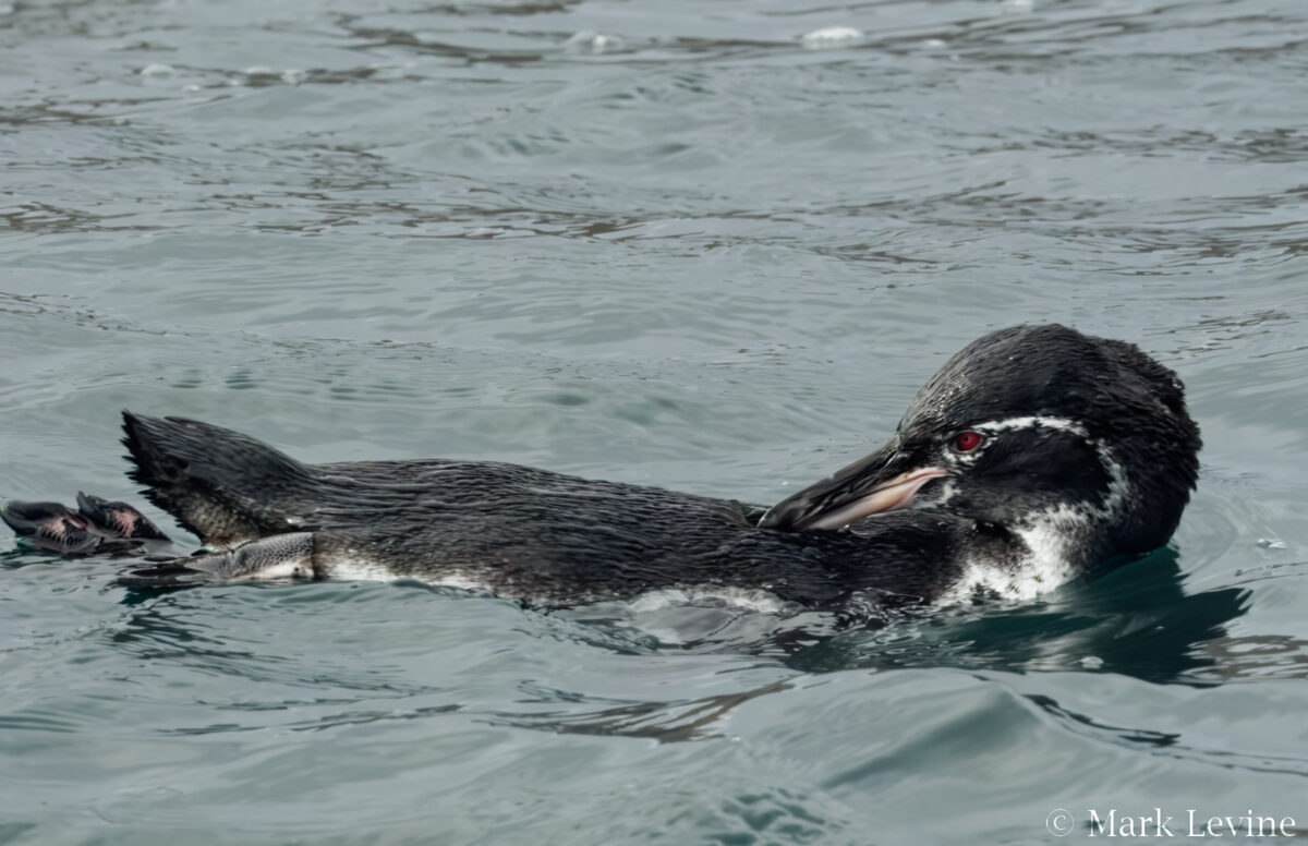 Galápagos Penguin