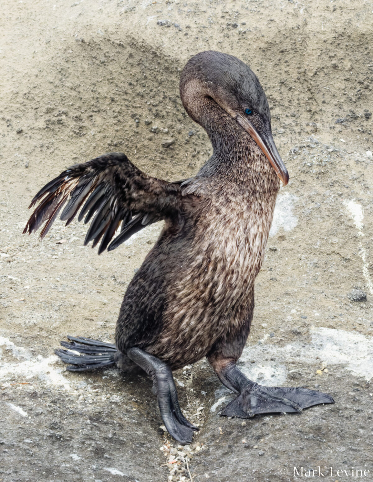 Flightless Cormorant