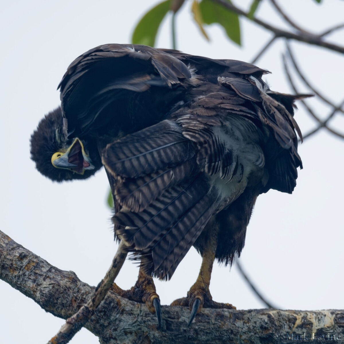 Galápagos Hawk