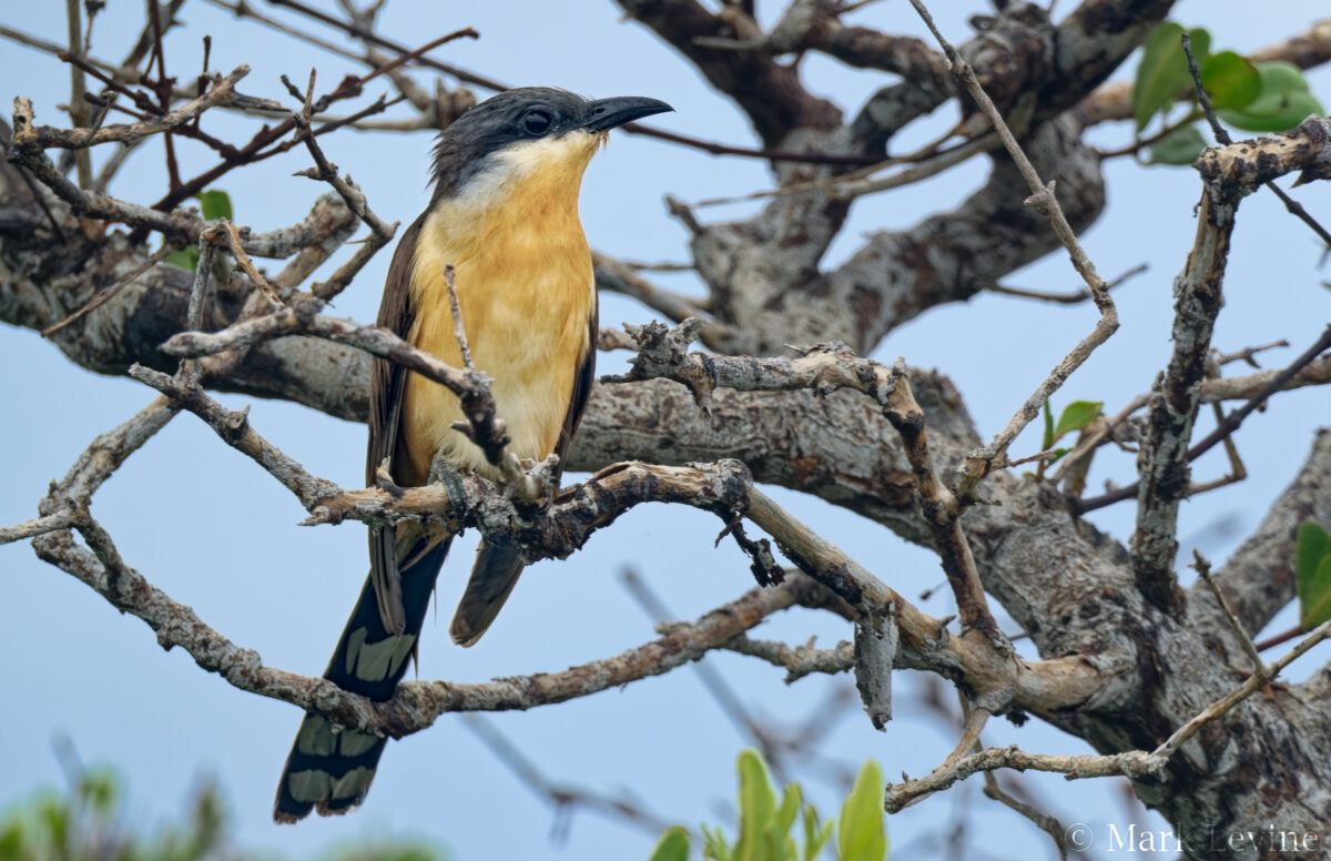 Dark-billed Cuckoo