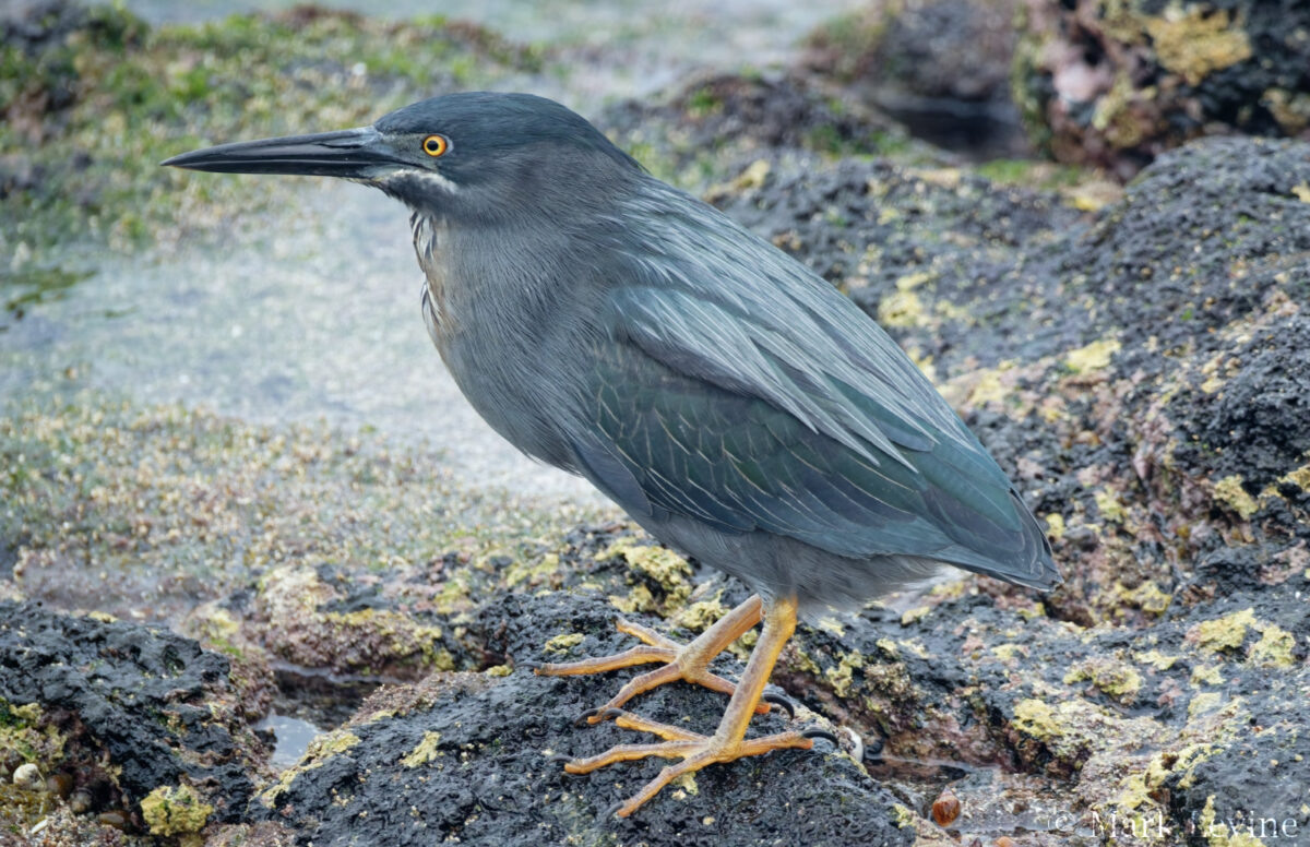 Lava Heron