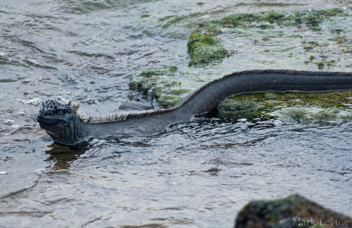 Marine Iguana