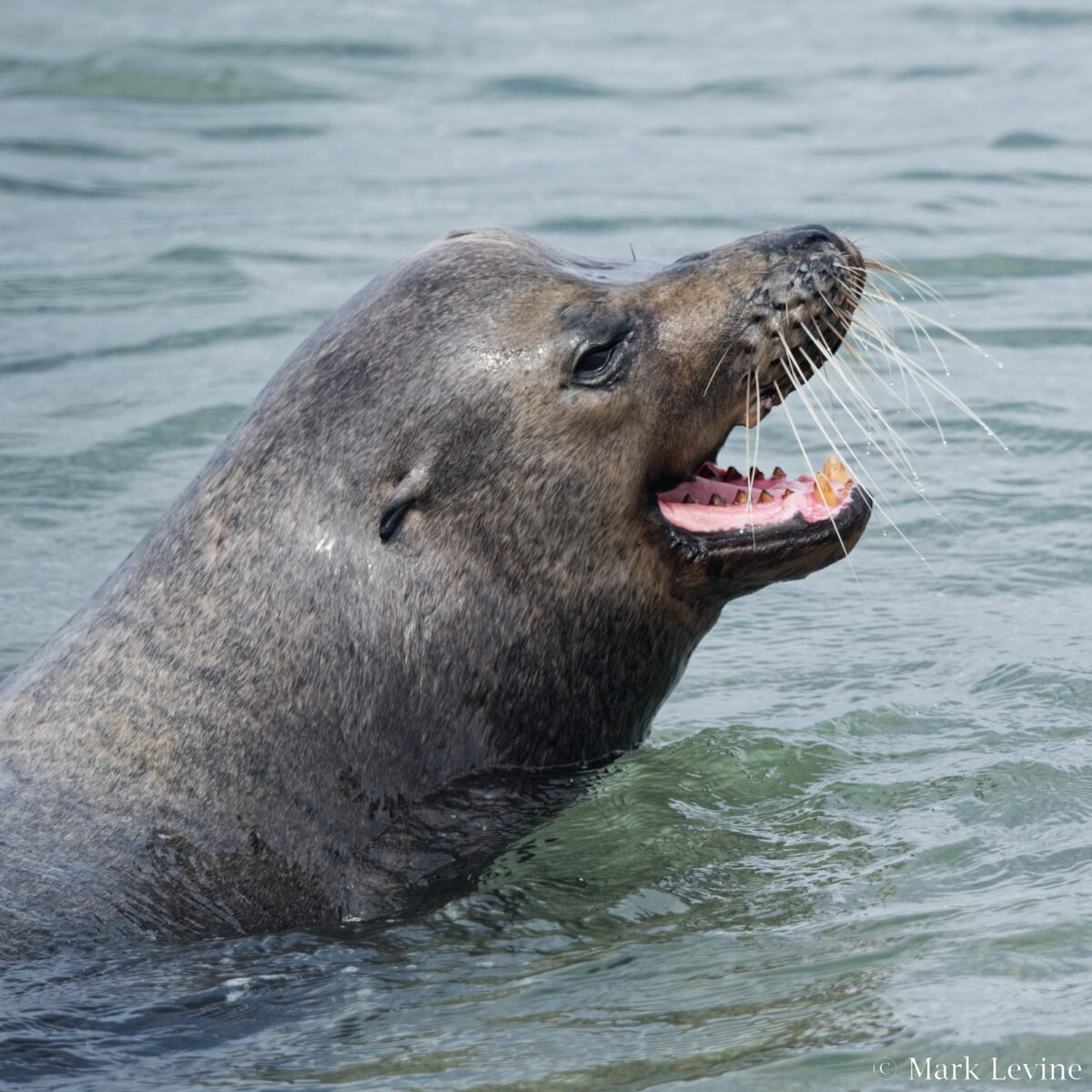 Galápagos Sea Lion