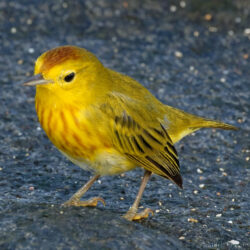Mangrove Yellow Warbler