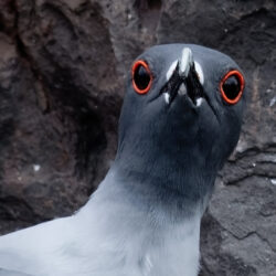 Swallow-tailed Gull