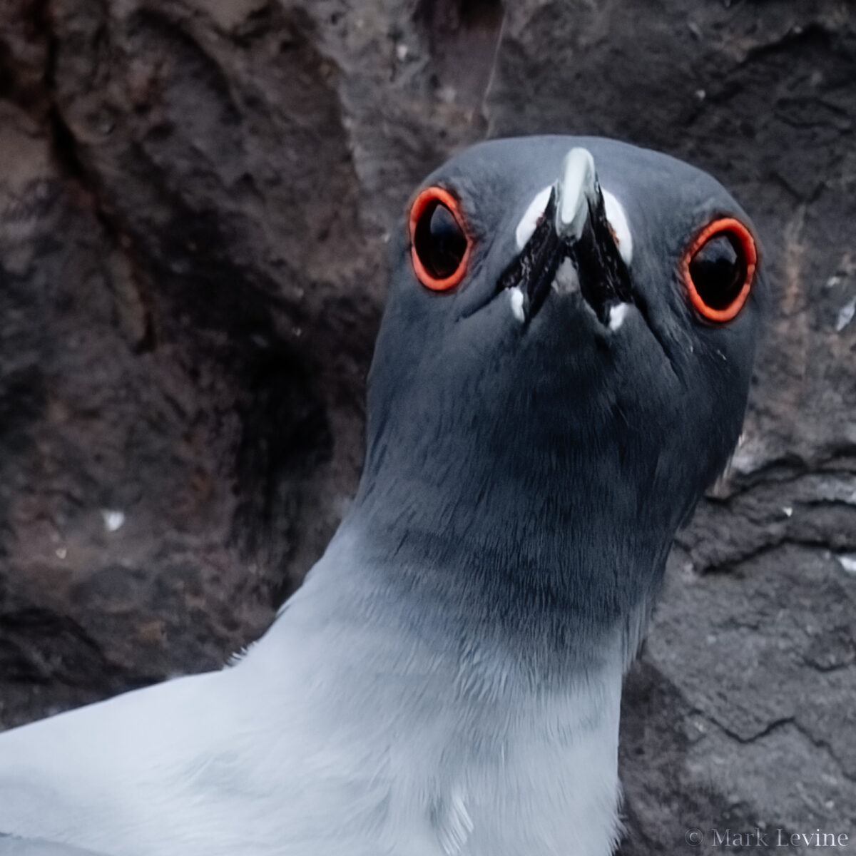 Swallow-tailed Gull