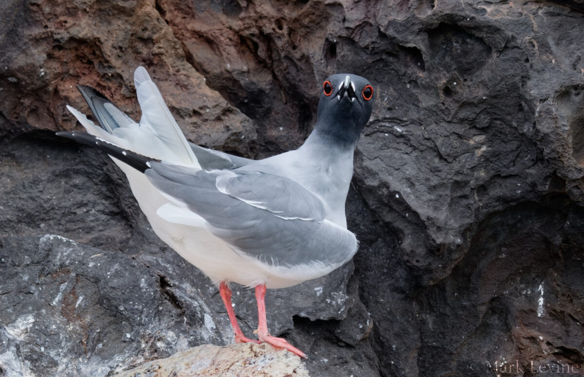 Swallow-tailed Gull