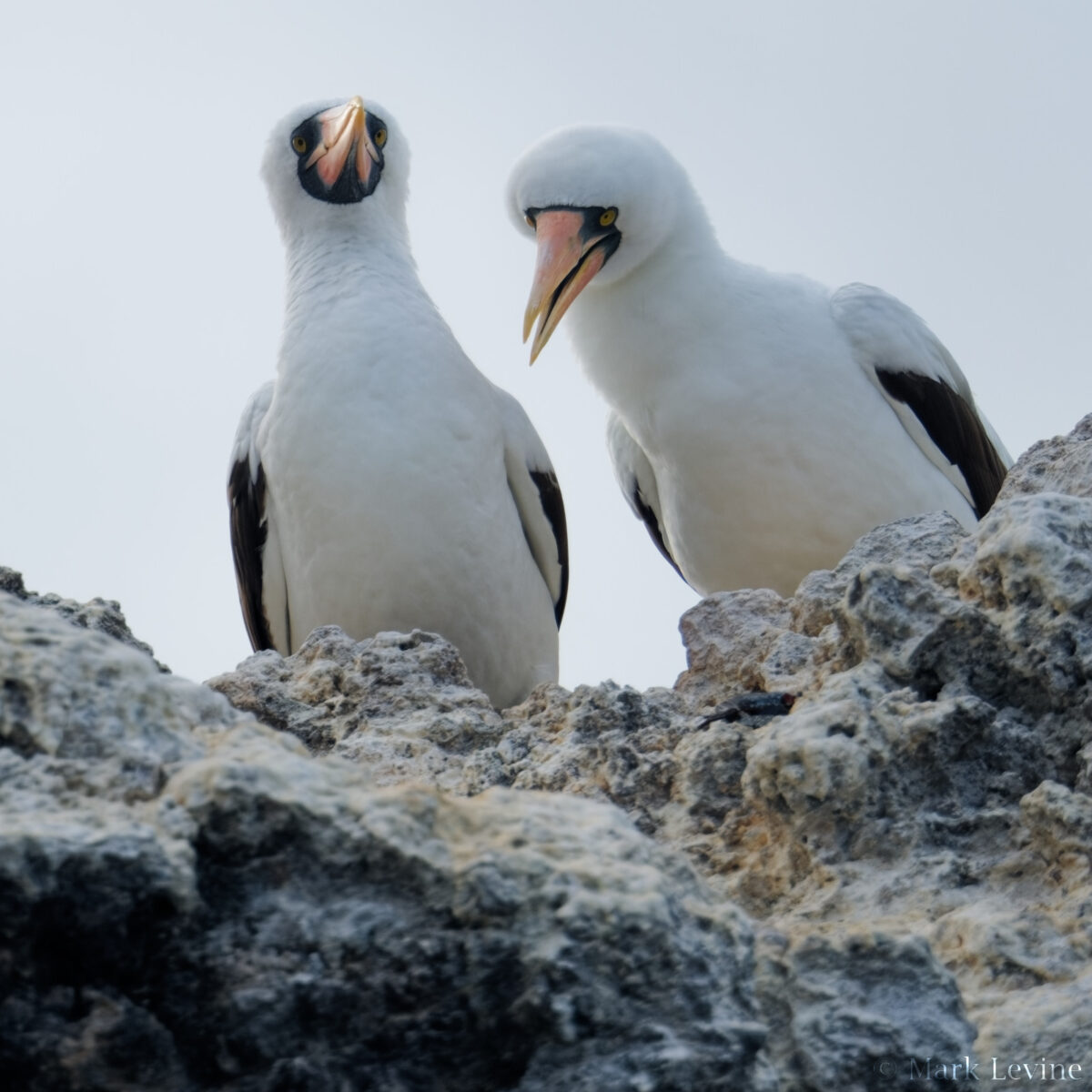 Nazca Boobies