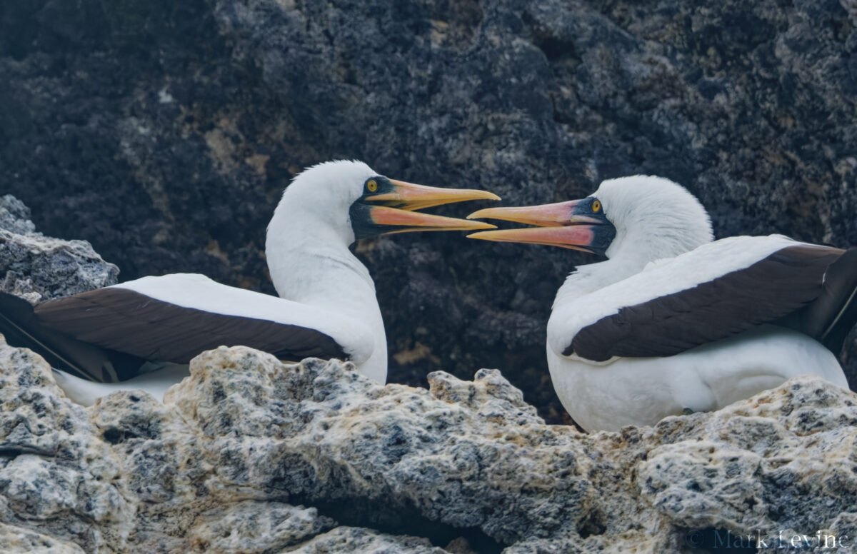 Nazca Boobies
