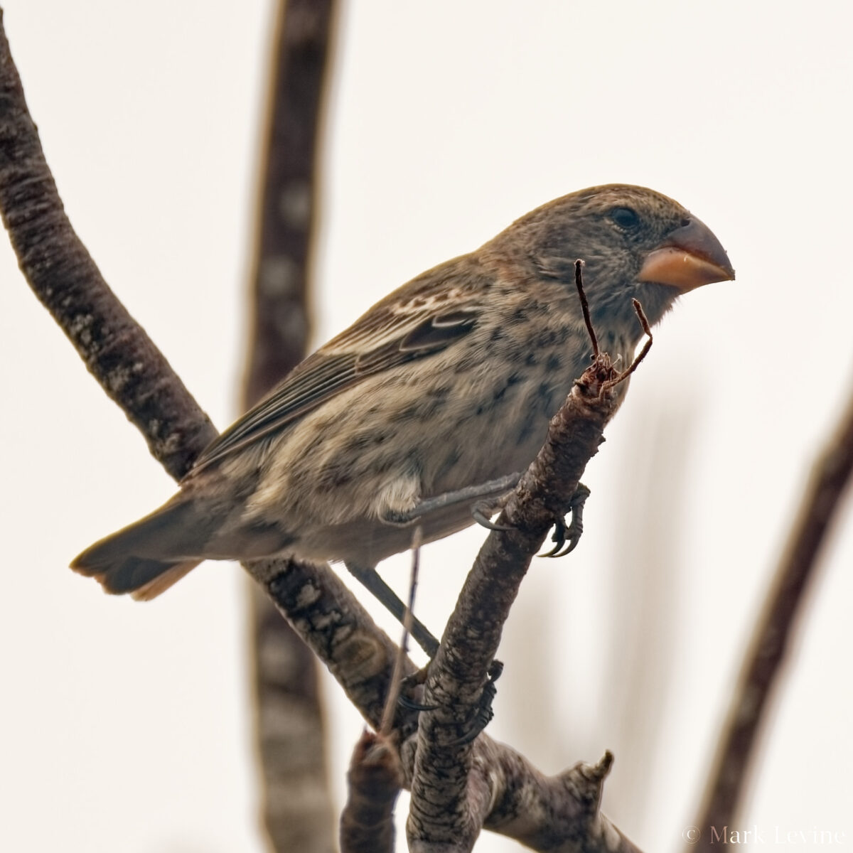 Medium Ground-finch