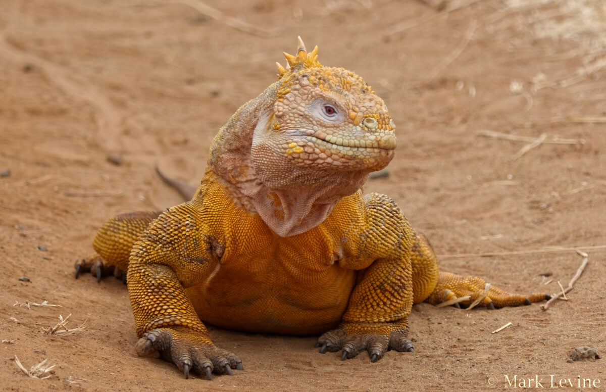 Galápagos Land Iguana