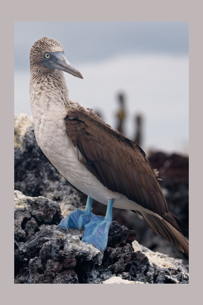 Blue-footed Booby