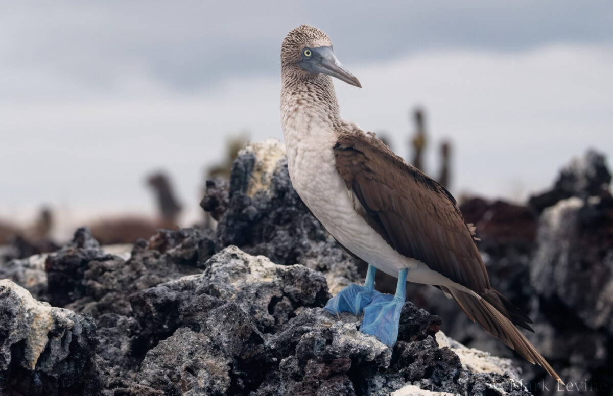 Blue-footed Booby