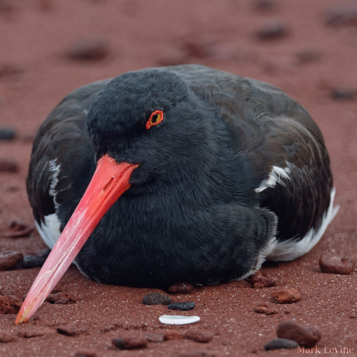 American Oystercatcher