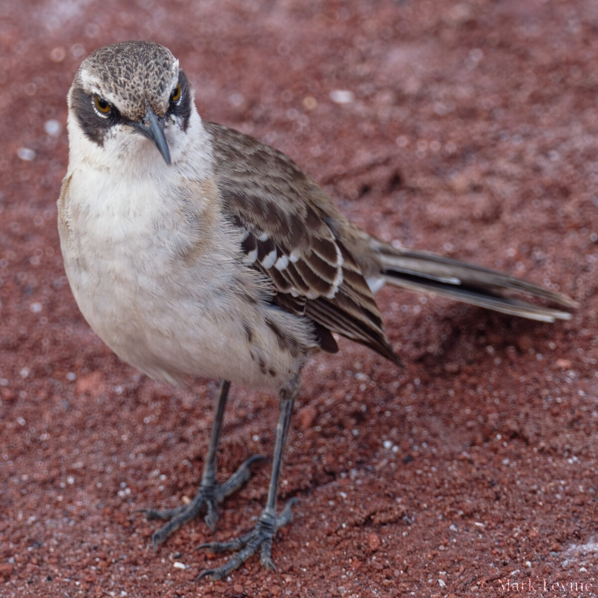 Galápagos Mockingbird