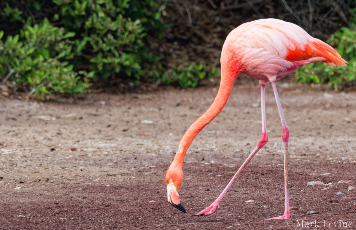 American Flamingo
