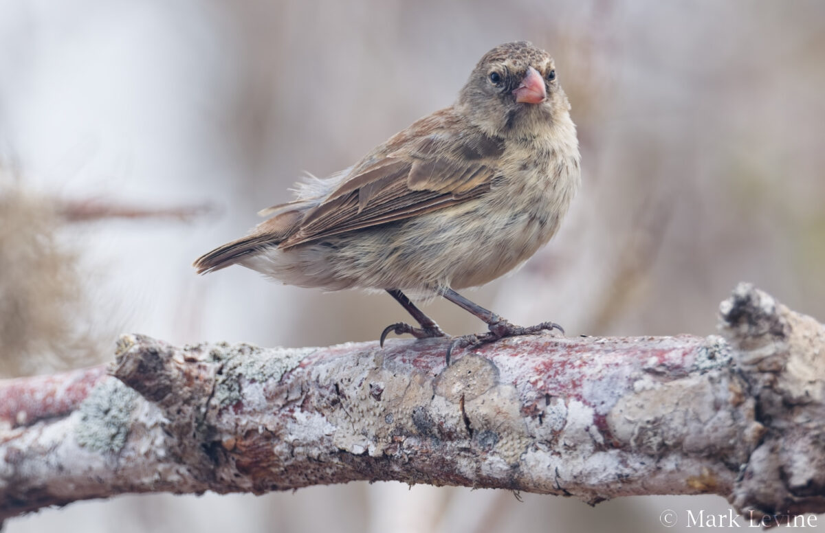 Small Ground-finch