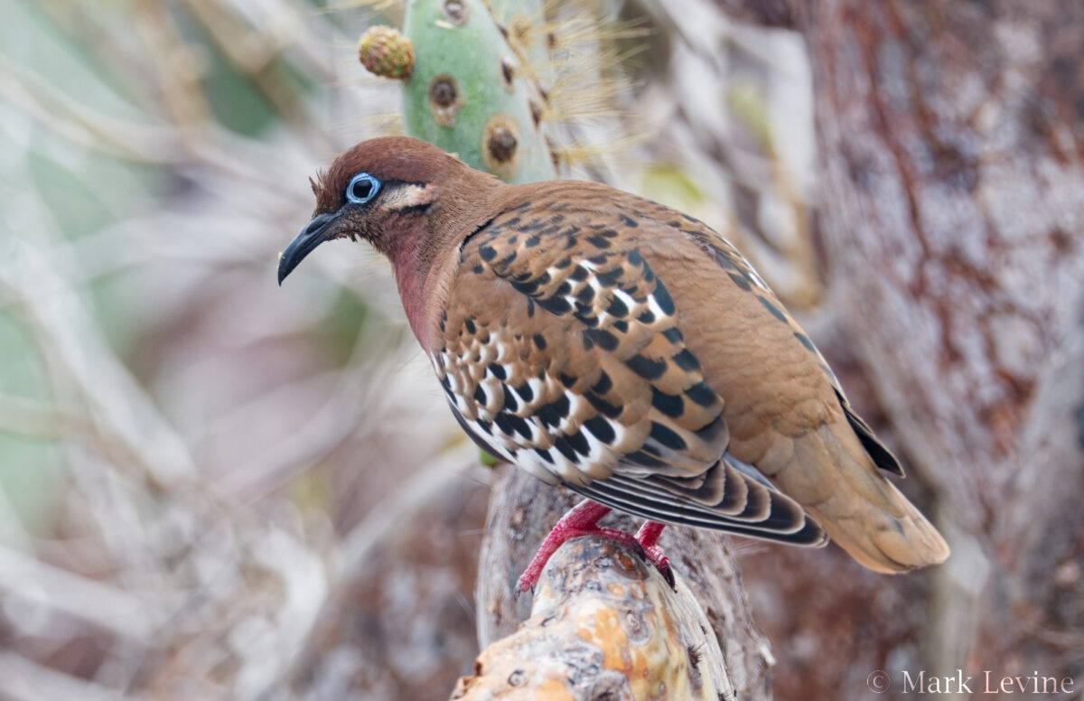 Galápagos Dove
