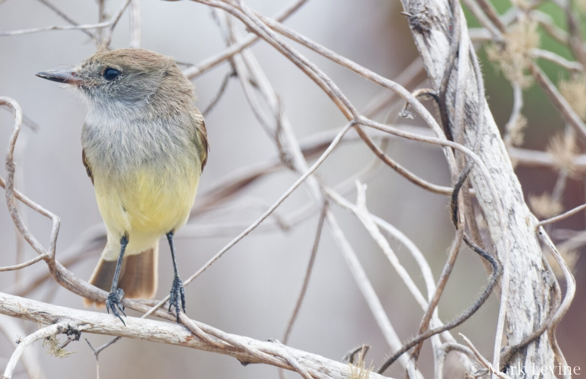 Galápagos Flycatcher