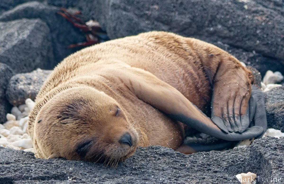 Galápagos Sea Lion