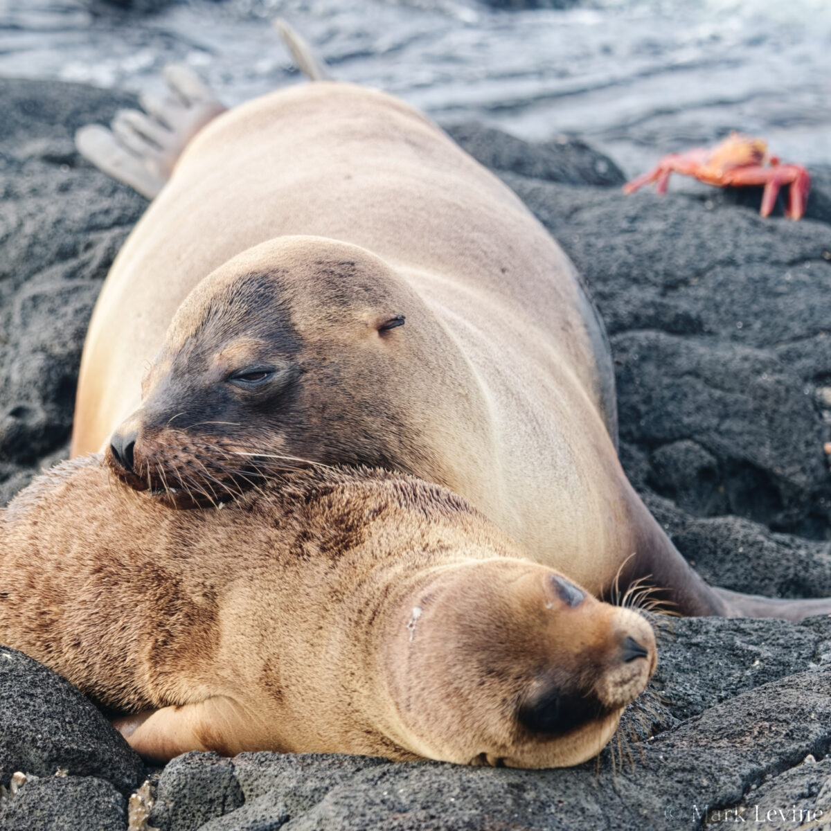 Galápagos Sea Lion