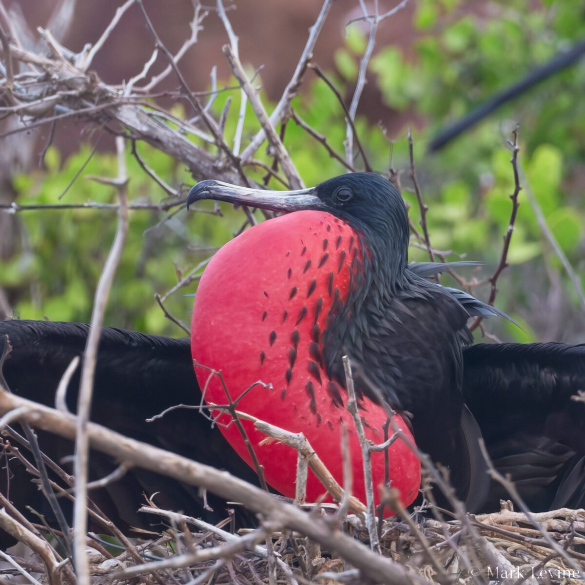 Magnificent Frigatebird (inflated)