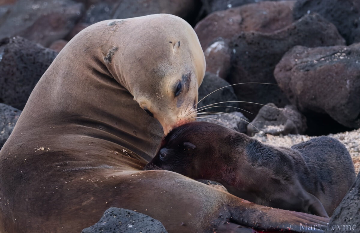 Galápagos Sea Lion