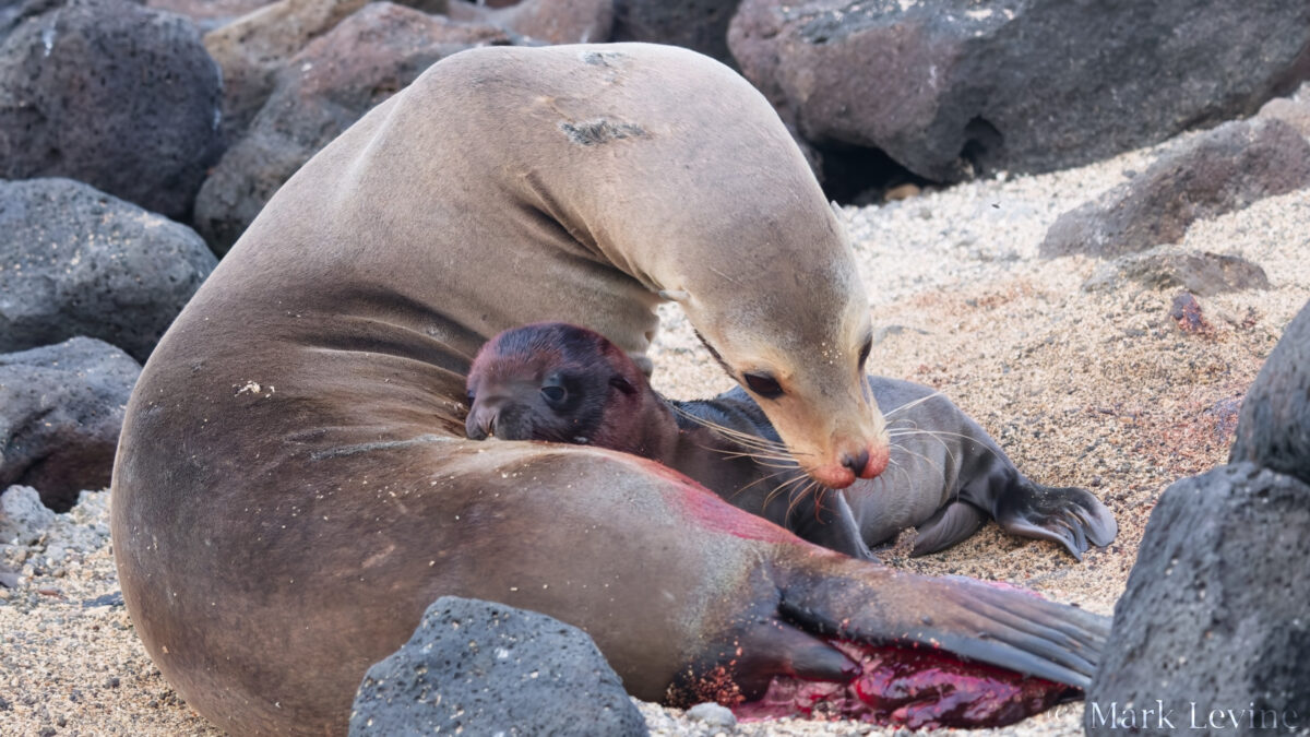 Galápagos Sea Lion