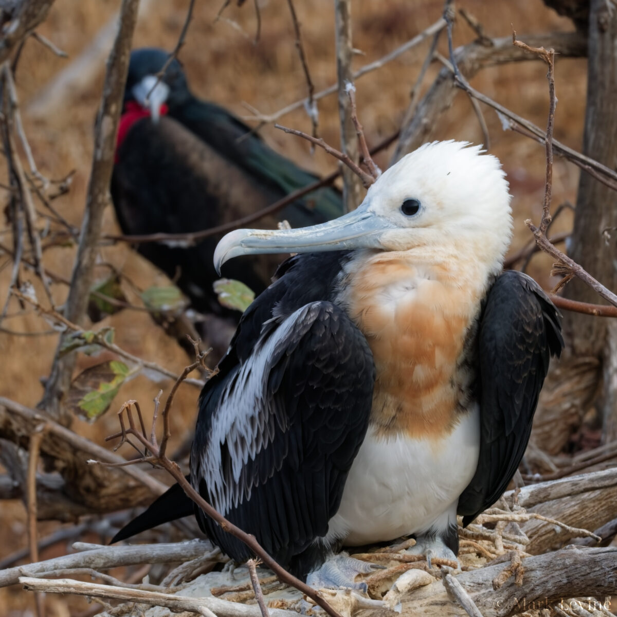 Magnificent Frigatebird (juvenile)