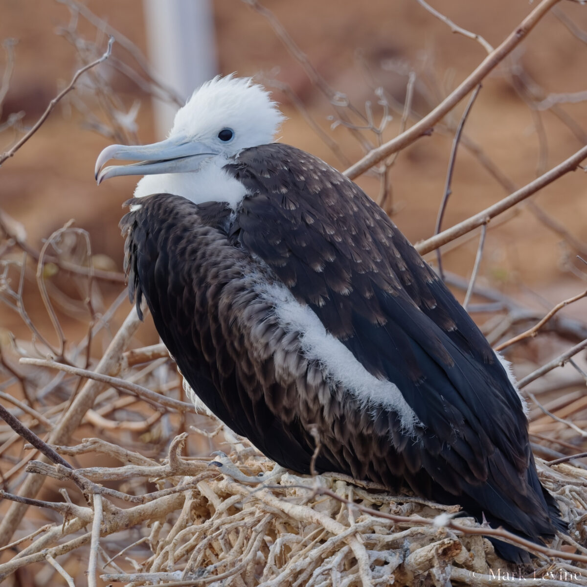 Magnificent Frigatebird (juvenile)