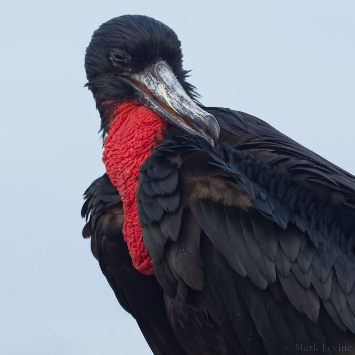 Magnificent Frigatebird (deflated)