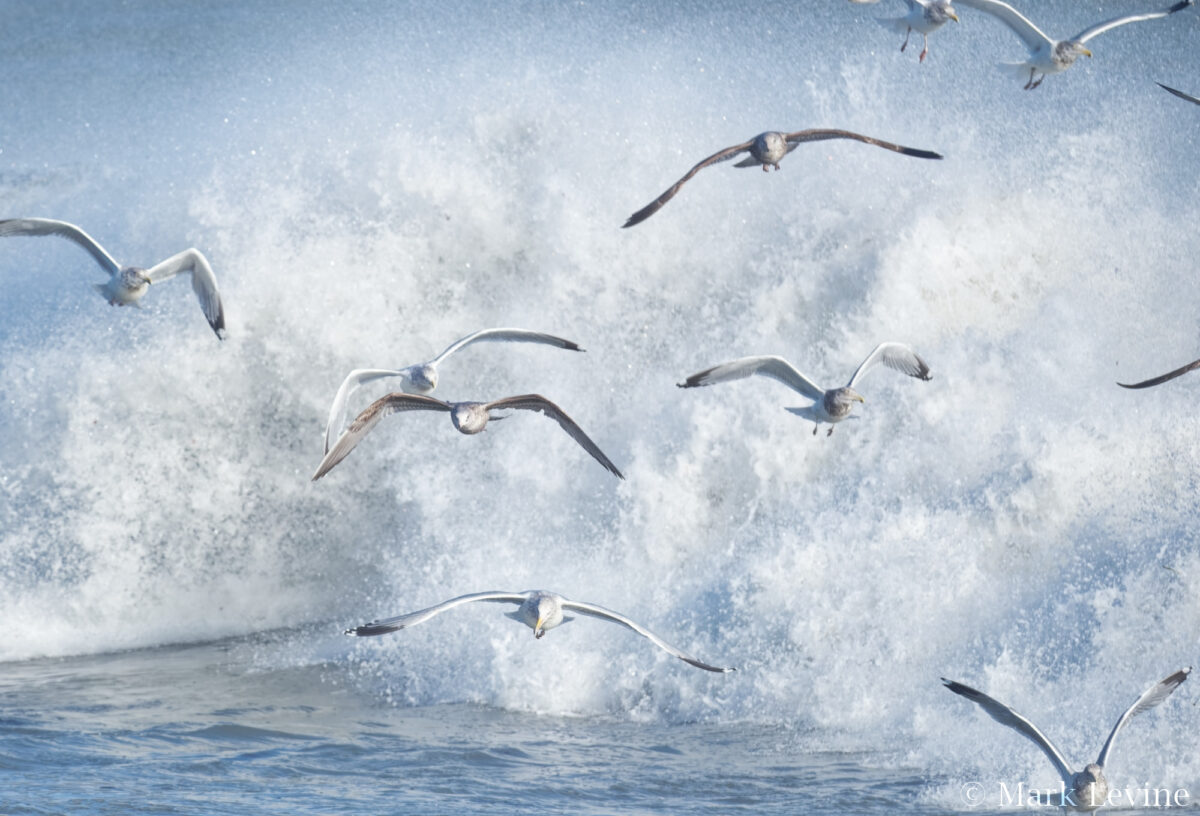 Rough Surf #7