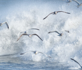 Rough Surf #7 Rough Surf #7