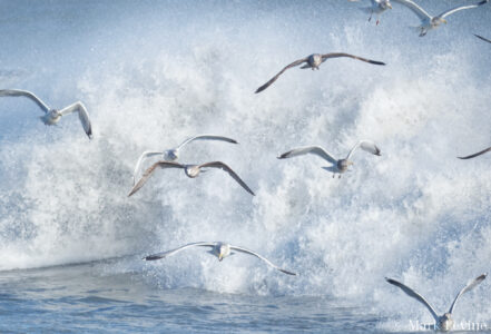 Rough Surf #7