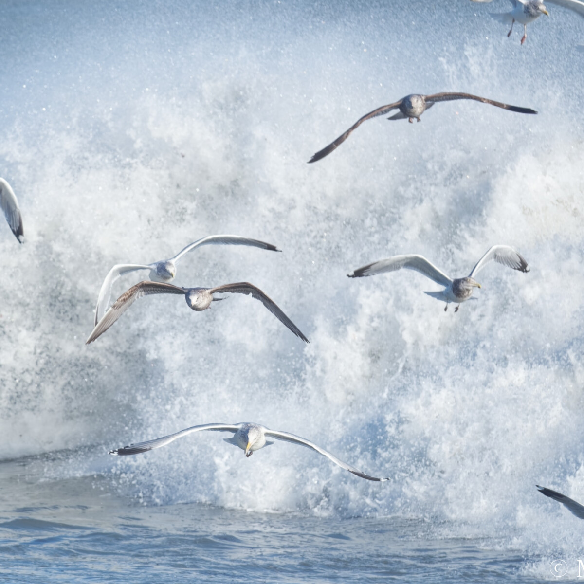 Rough Surf #7