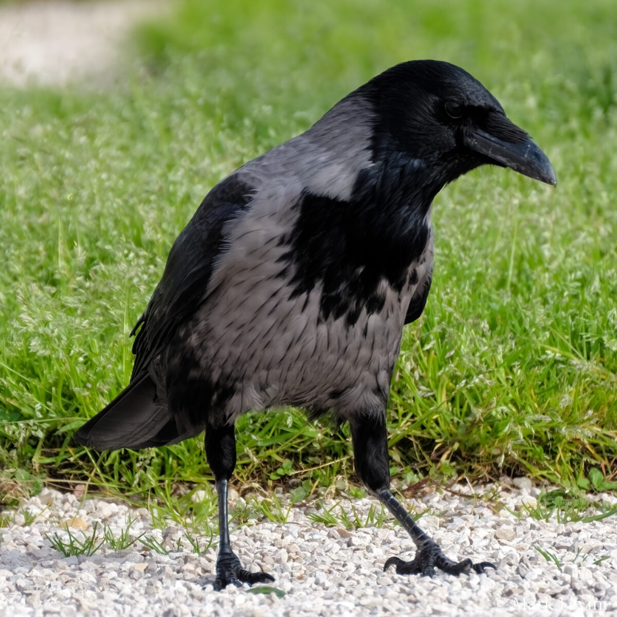 Hooded Crow