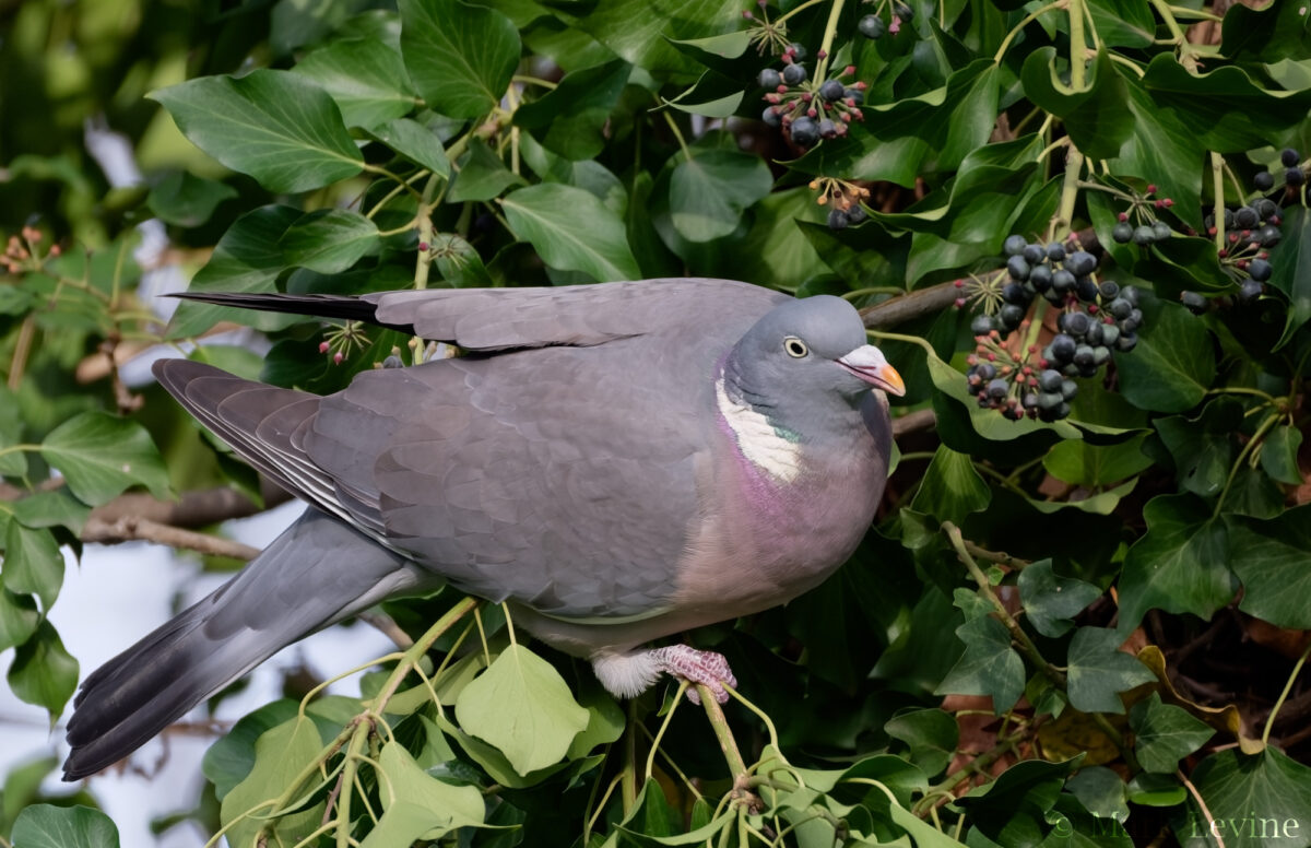 Common Wood-pigeon